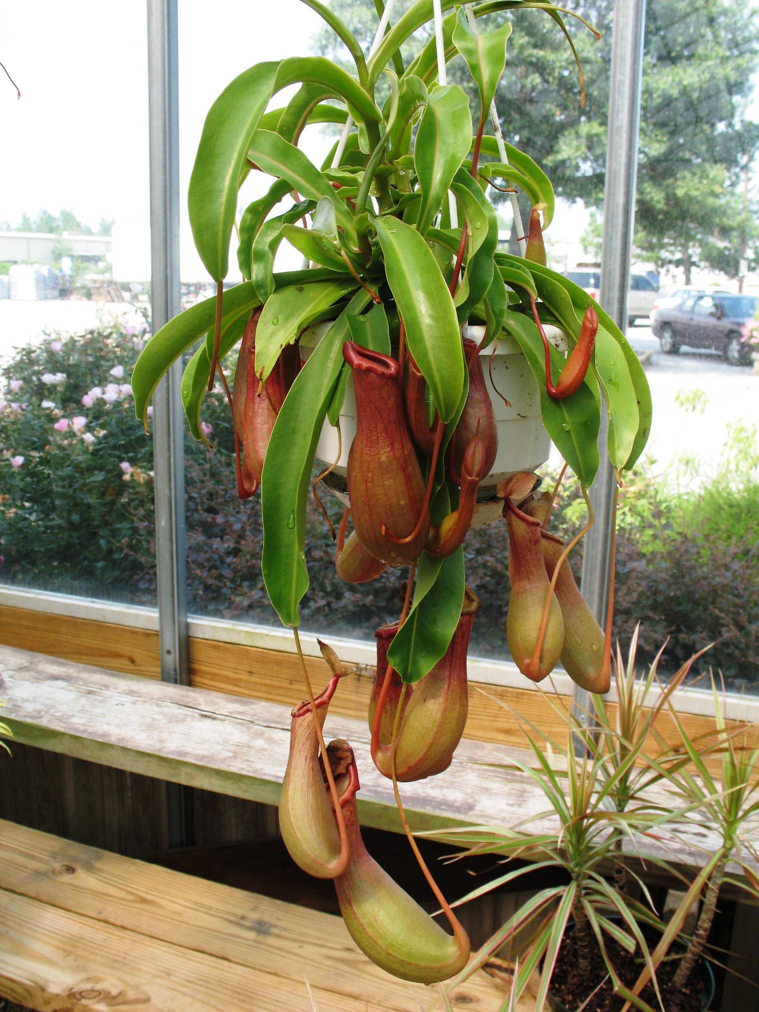 Online Plant Guide Nepenthes species / Pitcher Plants